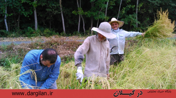 رنج طاقت فرسای کشاورزان گیلانی در برداشت برنج + گزارش تصویری