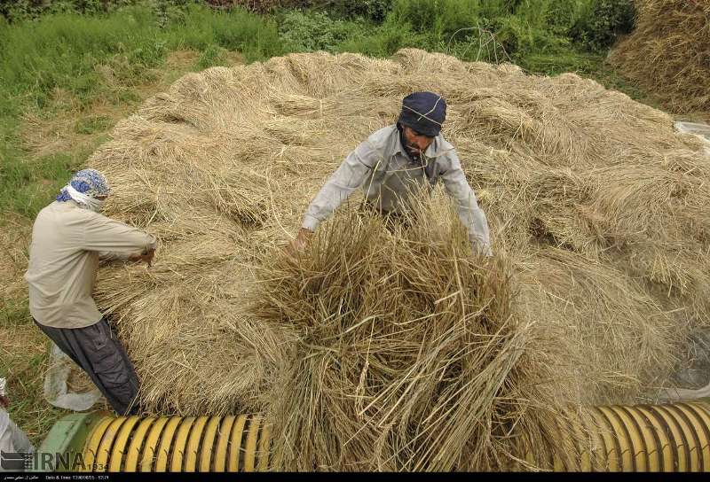 شالیکاران گیلانی طی 2 روز آینده از برداشت برنج خودداری کنند