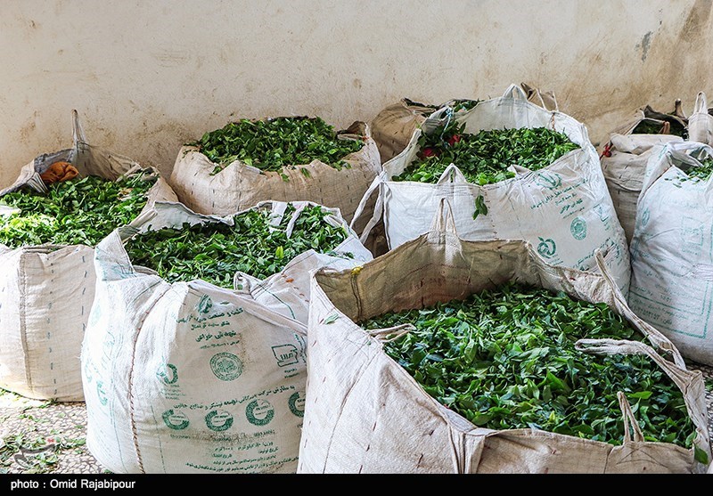 ایران از صادرات ۱۳ هزار تن چای ۱۷ میلیون دلار درآمد ارزی به دست آورد