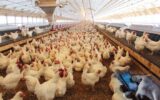 سیاست یک بام و دو هوای تولید و فروش مرغ در صومعه‌سرا