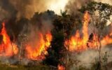 آتش سوزی در جنگل های ۲ شهرستان گیلان/ حریق مهار شد