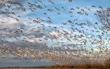پارک ملی بوجاق گیلان میزبان ۲۳۴ گونه پرنده مهاجر