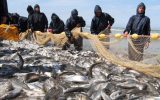 صید ماهیان استخوانی به ارزش ۱۵ میلیارد تومان در سواحل گیلان