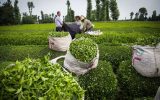 خرید ۱۱۶ هزار تن برگ سبز چای از چایکاران شمال کشور