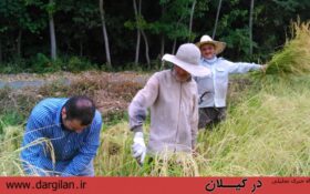 رنج طاقت فرسای کشاورزان گیلانی در برداشت برنج + گزارش تصویری