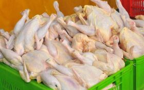 چرا مرغ درگیلان گران شد؟!