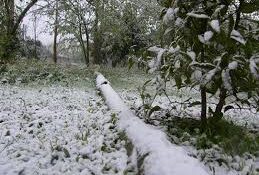 خسارات برف در استان گیلان به ۸۹ میلیارد تومان رسید
