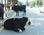 کارناوال گاوها در خیابان های فومن! + تصاویر