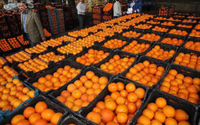 ۵۲ مرکز در استان گیلان میوه‌های شب عید را توزیع می‌کند