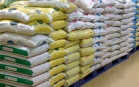 ۳۸ درصد برنج مصرفی کشور در استان گیلان تولید می‌شود