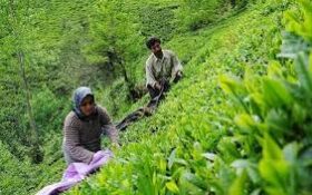 اختصاص ۵۰ میلیارد تومان برای خرید برگ سبز چای