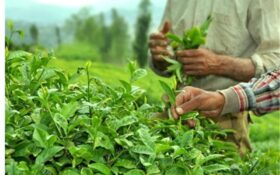 دوره خرید تضمینی برگ چای از کشاورزان تمدید شد