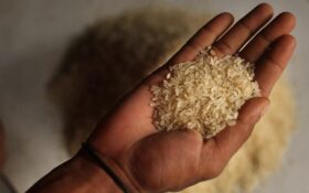رکود بازار برنج در استان گیلان؛ دولت با خرید توافقی ‌از کشاورزان حمایت کند