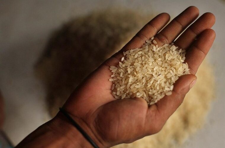 رکود بازار برنج در استان گیلان؛ دولت با خرید توافقی ‌از کشاورزان حمایت کند