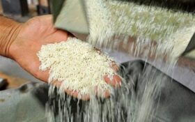 کشور از واردات برنج بی‌نیاز می‌شود