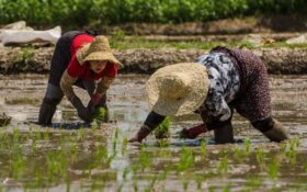 شالیکاران از نشاء زود هنگام برنج پرهیز کنند
