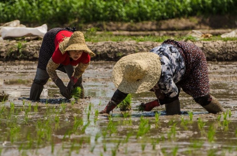 شالیکاران از نشاء زود هنگام برنج پرهیز کنند