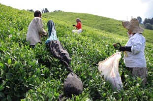 ۴۰ هزار تن برگ سبز چای از باغات شمال برداشت شد