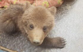 تحویل یک قلاده توله خرس به اداره محیط زیست شفت+ تصاویر