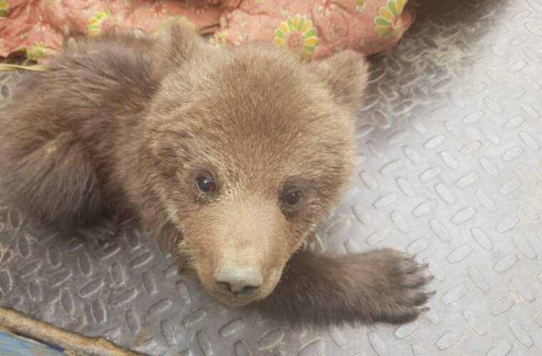 تحویل یک قلاده توله خرس به اداره محیط زیست شفت+ تصاویر