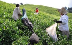 افزایش ۴ درصدی تولید برگ چای در گیلان/۹۳ درصد چای کشور در گیلان تولید می‌شود