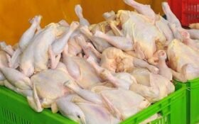 سالانه ۱۶۰ هزار تن گوشت مرغ در استان گیلان تولید می‌شود