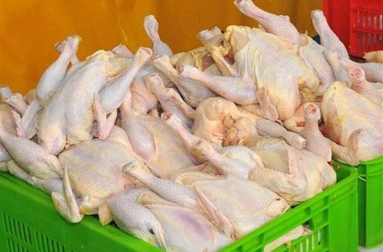 سالانه ۱۶۰ هزار تن گوشت مرغ در استان گیلان تولید می‌شود