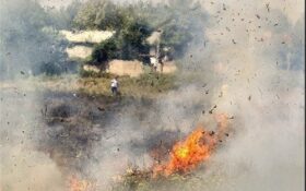 محیط زیست با عاملان سوزاندن کاه در مزارع گیلان برخورد می‌کند