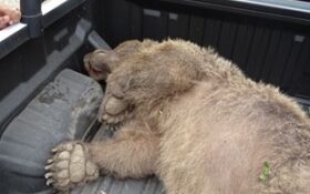 کشته شدن یک قلاده خرس قهوه‌ای با تفنگ شکاری در تالش