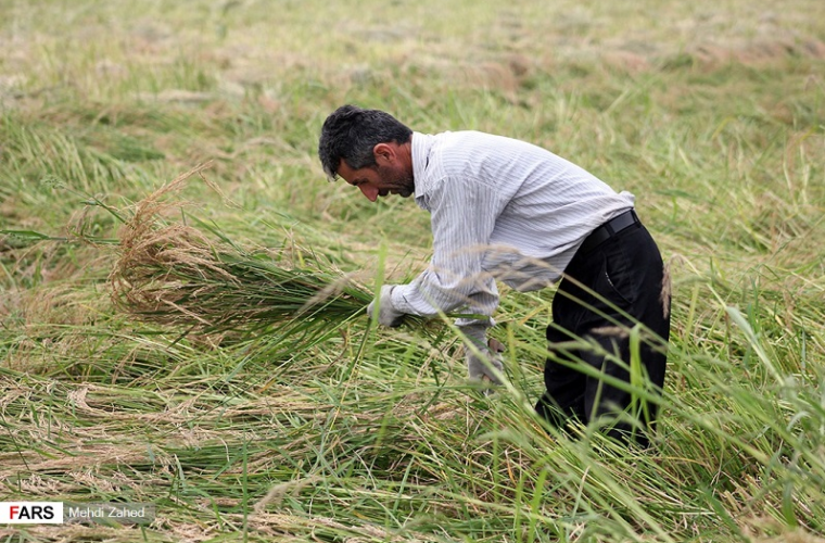 نوسازی و تجهیز ۹۰ هزار هکتار از اراضی شالیزاری/ ۸ مرکز فعال آماده خرید توافقی برنج از کشاورزان است