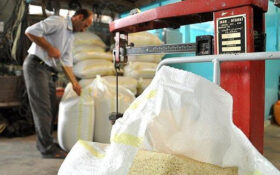 نرخ خدمات شالیکوبی کارخانجات برنج گیلان اعلام شد/ نظارت تا ۱۰ آبان ادامه دارد
