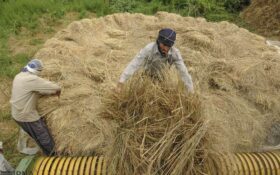 شالیکاران گیلانی طی ۲ روز آینده از برداشت برنج خودداری کنند