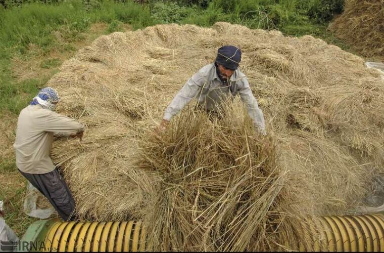 شالیکاران گیلانی طی ۲ روز آینده از برداشت برنج خودداری کنند