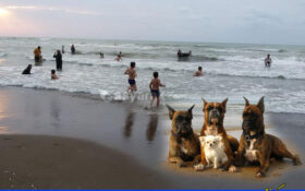 افزایش سگ بازی در سواحل انزلی و بی‌خیالی مسئولین/ کودکی که به دلیل حمله سگ راهی بیمارستان شد!