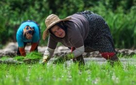 حق شالیکاران کشور از فروش برنج خارجی با نام برنج ایرانی ضایع می‌شود