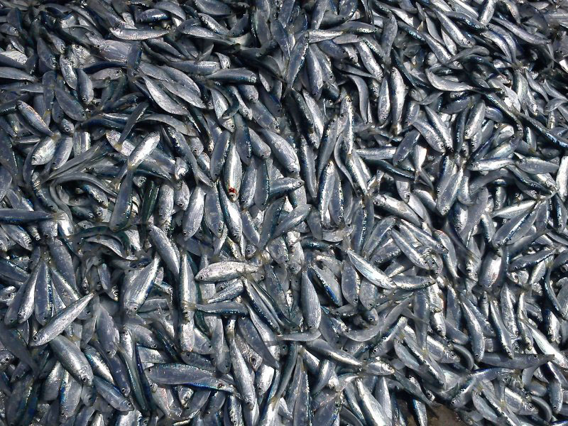 ۱۹۰۰ تن ماهی کیلکا از دریای خزر صید شد