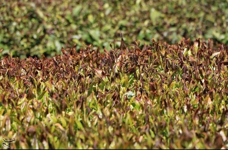  خشکسالی ۴۰ میلیارد تومان خسارت به باغات چای شمال وارد کرد