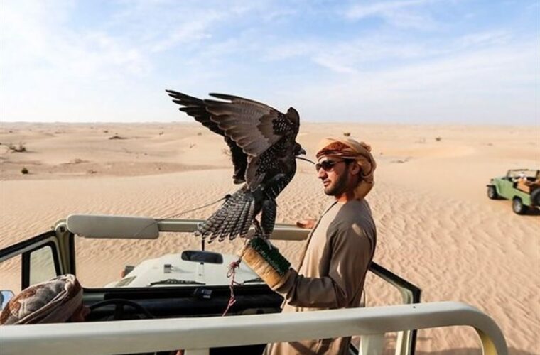 قاچاقچیان پرنده “شاهین‌های گیلان” را به شیخ‌ نشین‌های خلیج فارس می‌فروشند