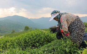 تولید چای در باغات شمال ۴ درصد افزایش یافت