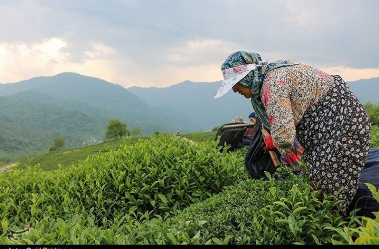 تولید چای در باغات شمال ۴ درصد افزایش یافت