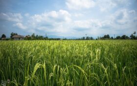 ‌ایران تا ۳ سال دیگر در تولید برنج به خودکفایی می‌رسد