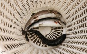 ۵۰ هزار تن ماهی گرمابی امسال در گیلان تولید می‌شود