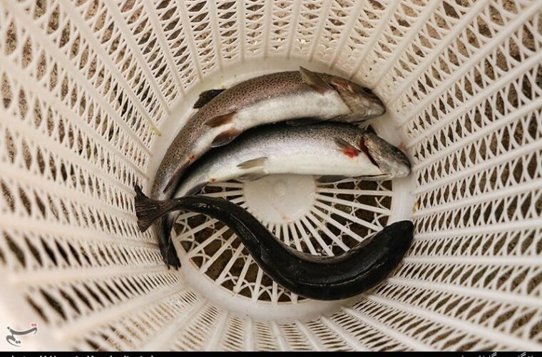 ۵۰ هزار تن ماهی گرمابی امسال در گیلان تولید می‌شود