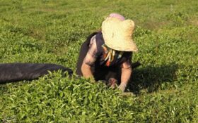 رئیس سازمان چای کشور: حساب چایکاران شمال تسویه شد