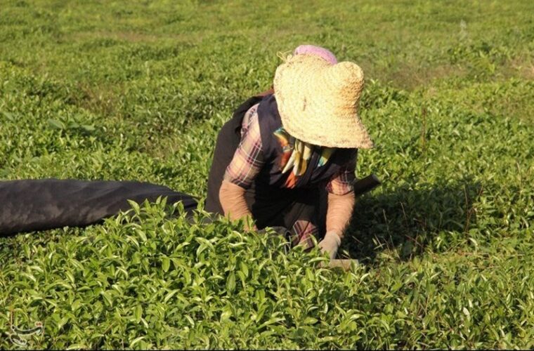رئیس سازمان چای کشور: حساب چایکاران شمال تسویه شد