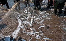 صید ماهیان استخوانی در گیلان ۷۱ درصد افزایش یافت