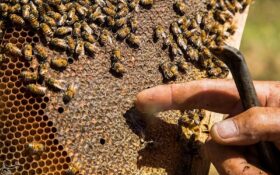 تولید عسل در گیلان به ۵۵۰۰ تن رسید
