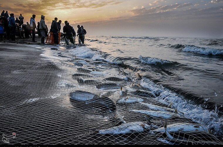 ۱۰۰۰ تن ماهی استخوانی امسال از دریای خزر صید شد