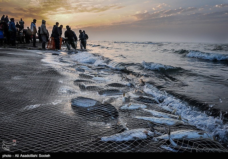 ۱۰۰۰ تن ماهی استخوانی امسال از دریای خزر صید شد