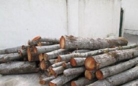 ۲۰ تن چوب قاچاق در املش کشف و ضبط شد